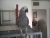 mommy got big old butt- parrot loves wife - last post by osnoozeo